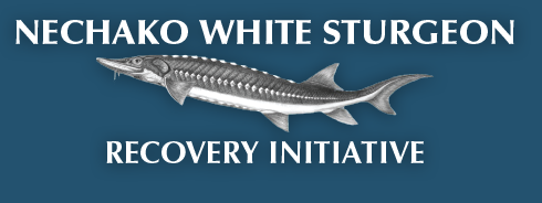 Nechako Whit Sturgeon Initiative